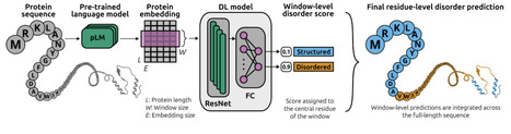emb2dis: a novel protein disorder prediction tool based on ResNets, dilated convolutions & protein language models | brvai | RMH | Scoop.it