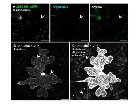bioRxiv:&nbsp;Colletotrichum higginsianum effector ChEC108 binds a plasmodesmal HMA protein and elicits plant defence (2026) | Publications from The Sainsbury Laboratory | Scoop.it
