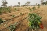 Les cultivateurs peinent à adopter les techniques d'agriculture tenant compte des changements climatiques | Questions de développement ... | Scoop.it