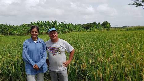 VENEZUELA: Successful innovation attempt by a Venezuelan farmer to improve rice resilience | SRI Global News ++ June - September 2025    System of Rice Intensification (SRI) | Scoop.it