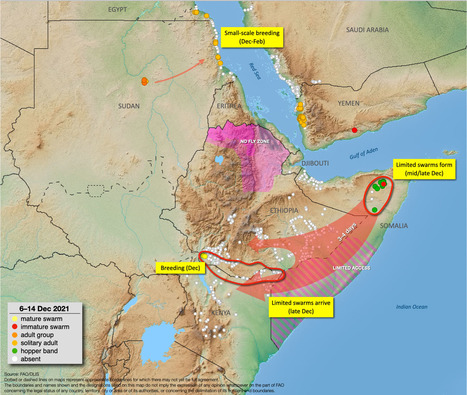 En Somalie, la FAO a intensifié les opérations visant à contenir la propagation du criquet pèlerin, qui constitue une menace pour la sécurité alimentaire | EntomoNews | Scoop.it