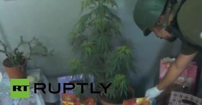 Naisella erikoinen joulupuu – lähes kaksimetrinen kannabiskasvi - Stara | 1Uutiset - Lukemisen tähden | Scoop.it