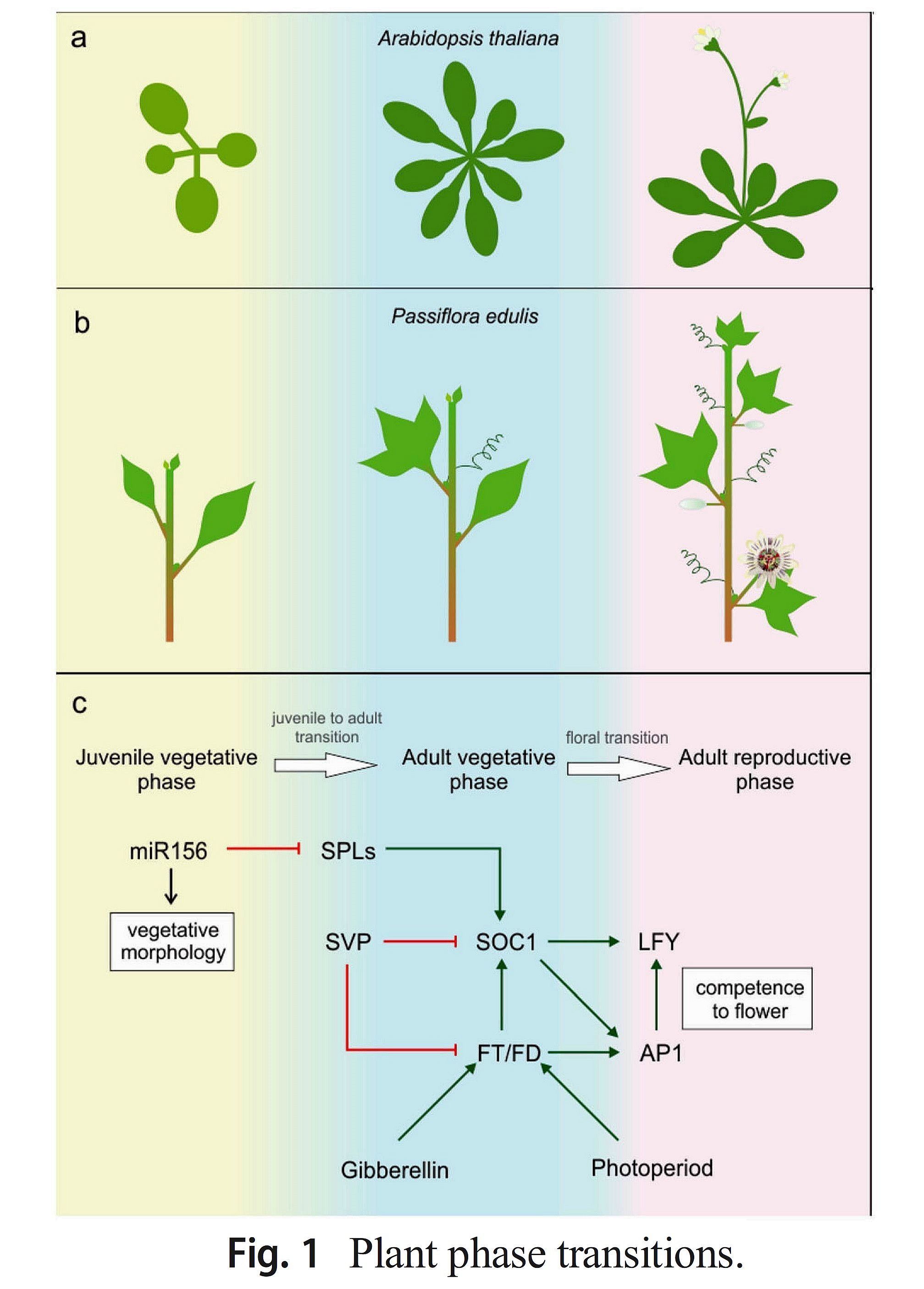 The Roles of Gibberellins and Cytokinins in Pla...