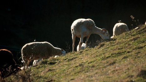 Côtelettes de mouton grillées au beurre aux herbes | Agence Touristique des Vallées de Gavarnie | Scoop.it
