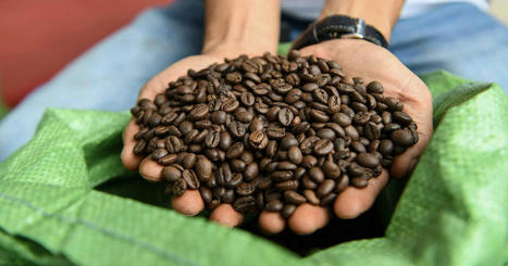EUROPE : Café, cacao, bois… Le Parlement européen adopte l’interdiction d’importer des produits issus de la déforestation  | MED-Amin network | Scoop.it