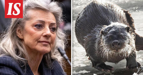 Valiokunta haluaa helpottaa saukon metsästystä – tästä hämmentävässä saagassa on kyse | 1Uutiset - Lukemisen tähden | Scoop.it