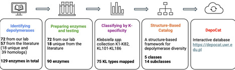 DepoCatalog: mapping diversity of 129 recombinantly produced Klebsiella phage depolymerases | Ncm | RMH | Scoop.it