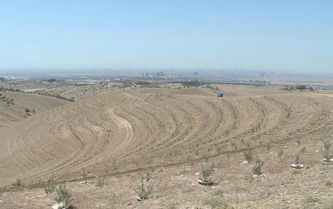 MENA : Kurdistan: Rwanga plants 20,000 olive saplings in Erbil  | CIHEAM Press Review | Scoop.it