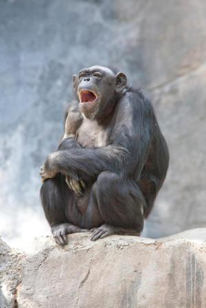 Chimpanzees' contagious yawning evidence of empathy, not just sleepiness, study shows | Empathy and Animals | Scoop.it