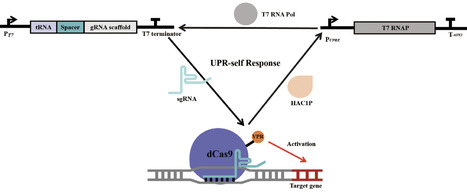 Synthetic Genetic Circuits Enabled in Komagataella phaffii Through T7 RNAP/CRISPRa System | BaB | RMH | Scoop.it