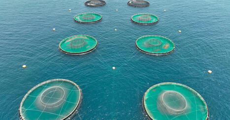Omega Farm: taking an alpha role in MIDDLE EASTERN AQUACULTURE | CIHEAM Press Review | Scoop.it