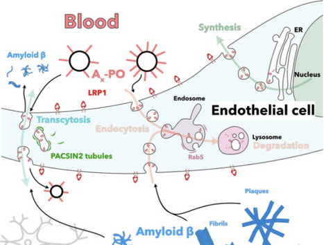 Nanopart&iacute;culas reparadoras contra el alzh&eacute;imer | Ciencia-F&iacute;sica | Scoop.it