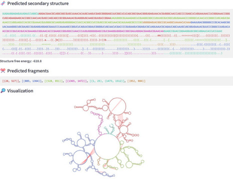 DivideFold+: an AI-based tool for RNA secondary structure prediction with subdomains identification and visualization and data augmentation | jmb | RMH | Scoop.it