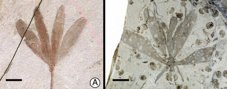 It’s a bug! It’s a leaf! It's a fossil! | Science News | Scoop.it