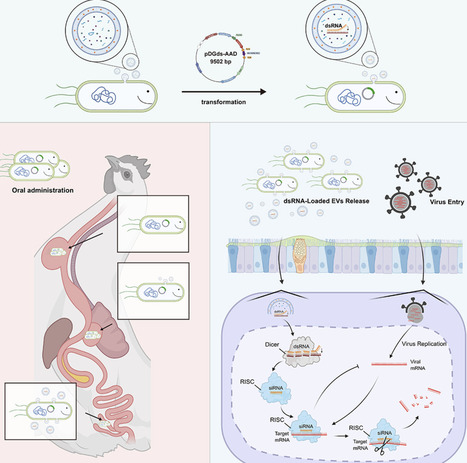 Engineered Bacillus subtilis to deliver dsRNA via extracellular vesicles against the H9N2 avian influenza virus | tin | RMH | Scoop.it