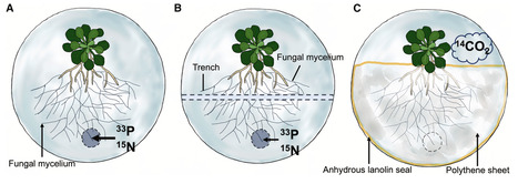 Mucoromycotina fine root endophyte engages in a nutritionally mutualistic symbiosis with Arabidopsis thaliana | curB | RMH | Scoop.it