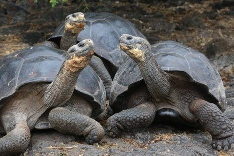 Baby Tortoises Show Up In The Galapagos Islands For The First Time In 100 Years! | Galapagos | Scoop.it