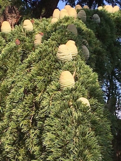 Le Cèdre de l’Atlas ( Cedrus atlantica) un arbre majestueux | La Cabane aux Arômes | Scoop.it