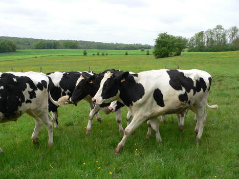 L'agriculture participe &agrave; la baisse des &eacute;missions de gaz &agrave; effet de serre en France | Elevage et environnement | Scoop.it