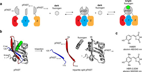 Design and evaluation of a tripartite chemogenetic fluorescent reporter for visualizing ternary protein complexes  | Virology News | Scoop.it