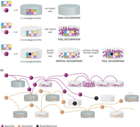 Ecogenomic kinetics: wandering bacterial populations stumbling upon niches | tin | RMH | Scoop.it