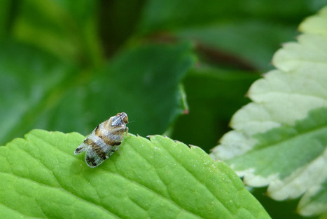 Tachicixius venustulus, un drôle d’homoptère sur les égopodes de mon jardin | Les Colocs du jardin | Scoop.it