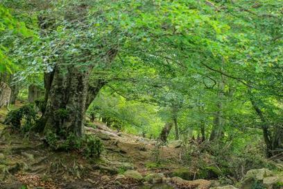 [Vidéo] Une forêt, le climat : des services et changements - Communauté - LIFE Natur'Adapt | Biodiversité | Scoop.it