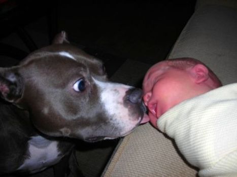 Do Dogs Have Empathy for Human Stress and Discomfort? | Empathy and Animals | Scoop.it