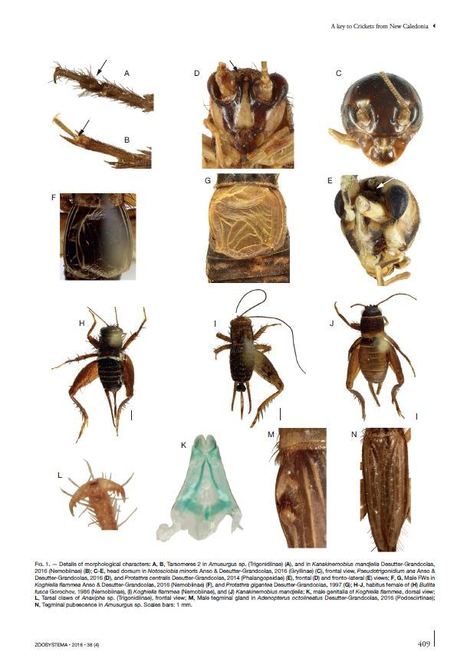 Les grillons de Nouvelle-Calédonie : clé d’identification des genres, diagnoses des genres existants et description de nouveaux taxons | Insect Archive | Scoop.it
