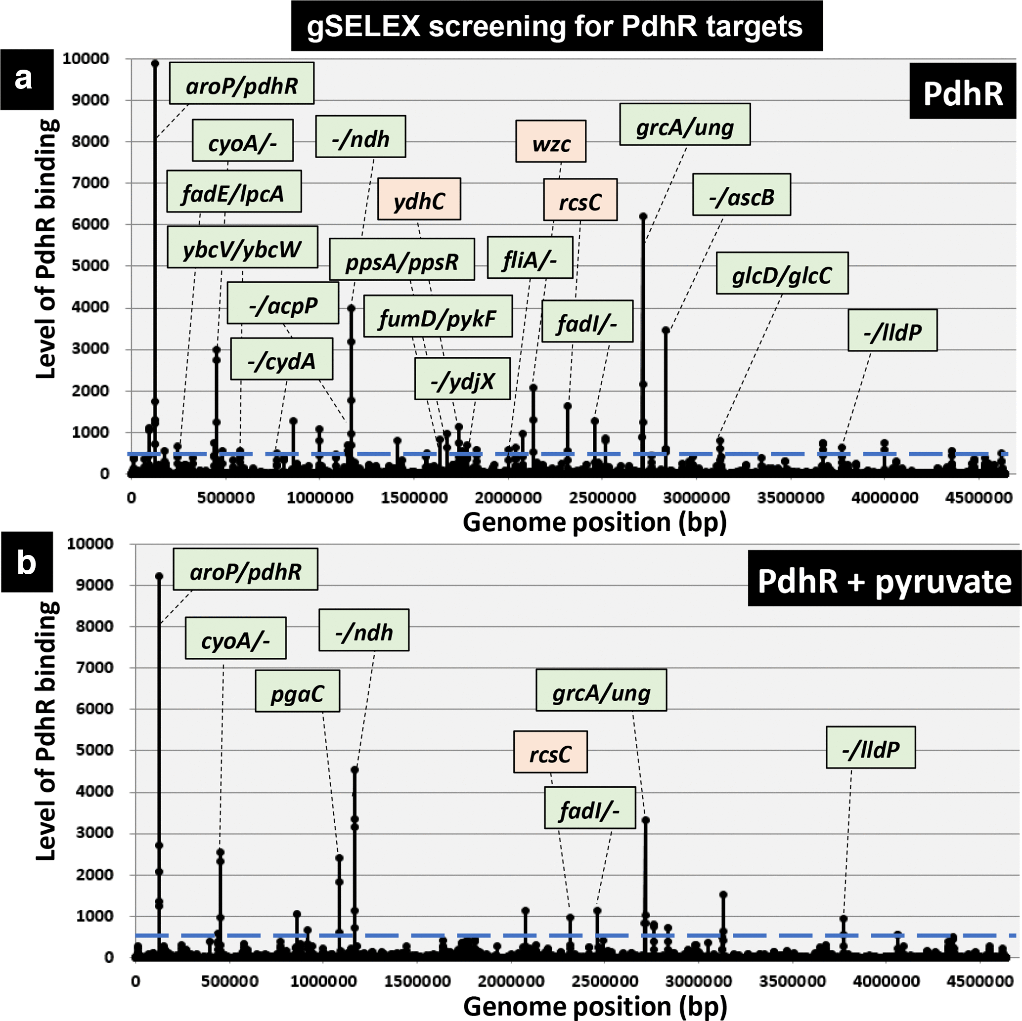 Expanded roles of pyruvate-sensing PdhR in tran...