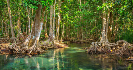 Journée internationale pour la conservation de l'écosystème des mangroves - UNESCO | Biodiversité | Scoop.it