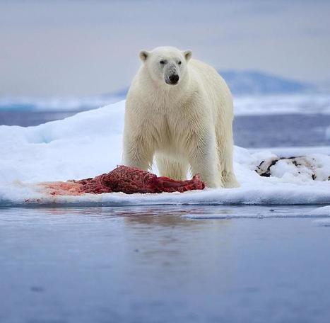 Klimawandel: 40 Prozent des Meereises in der Arktis sind weg | #ClimateChange | 21st Century Innovative Technologies and Developments as also discoveries, curiosity ( insolite)... | Scoop.it