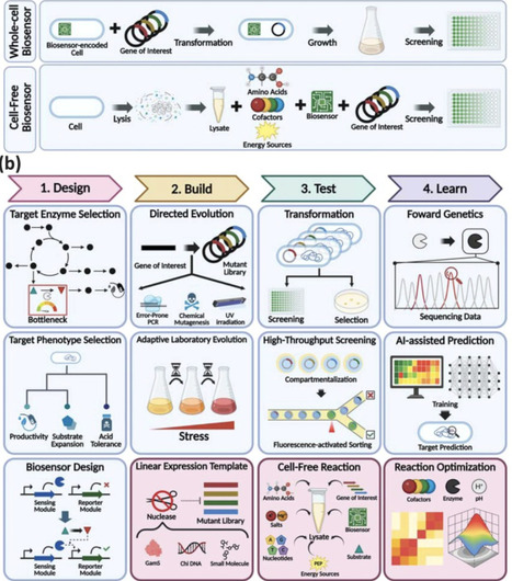 Whole-cell and cell-free biosensor-driven metabolic engineering | Cin | RMH | Scoop.it