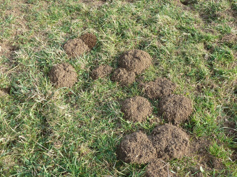 [Campagnol] FREDON Occitanie | Biodiversité | Scoop.it