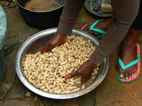 CAMEROUN : L’arachide menacée de disparition | AFRIQUES | Scoop.it