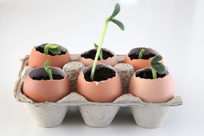 DIY: Eggshell seeds Garden | 1001 Gardens ideas ! | Scoop.it