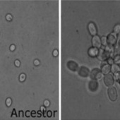 Speeding up evolution? Switch from single cell to multicellular organism in mere 60 days | Amazing Science | Scoop.it