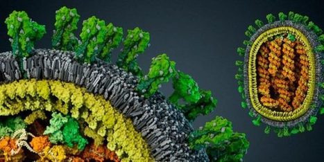 Un vaccin à ADN montre son efficacité contre le virus Zika | EntomoNews | Scoop.it