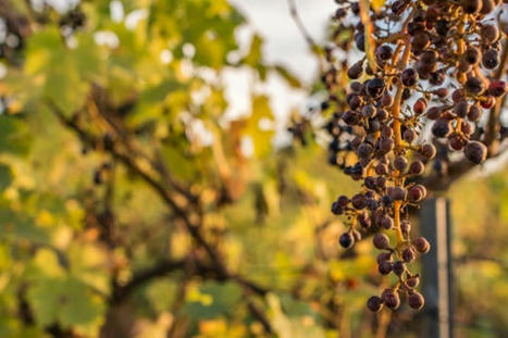 [vitisphere.com] 90 % des vignobles du sud de l’Europe voués à disparaître d’ici la fin du siècle | l'actuvin | Scoop.it