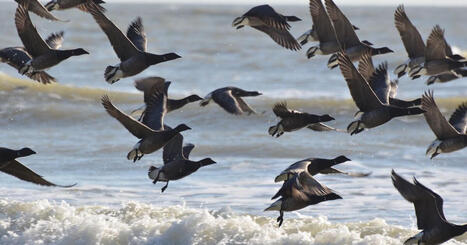 Directive Oiseaux&nbsp;: la Commission europ&eacute;enne propose une &laquo;&nbsp;application pragmatique&nbsp;&raquo; | Transition &eacute;nerg&eacute;tique et &eacute;cologique. Mobilit&eacute; et transports | Scoop.it