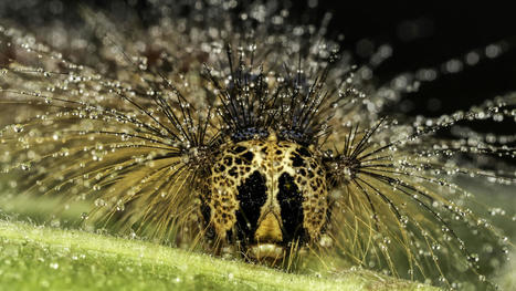 Insectes répugnants ? Ce photographe les rend photogéniques | Variétés entomologiques | Scoop.it