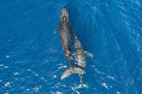 How Drones Are Helping Scientists Study and Protect Endangered Whales - TIME | iPads, MakerEd and More  in Education | Scoop.it