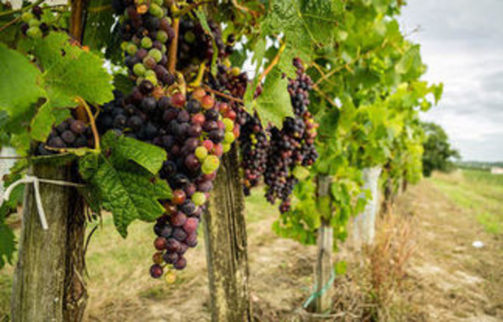 iGem 2015 : l'équipe bordelaise s'attaque au Mildiou de la vigne | Innovations & RSE à Bordeaux et en Gironde | Scoop.it