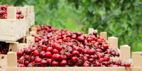 'Farms will vanish': Cherry farms become ghost towns amid Trump's ICE crackdown - Raw Story | Operation Deimos | Scoop.it