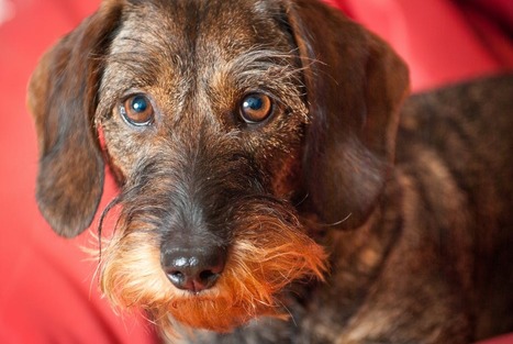 Les animaux, ces &ecirc;tres dou&eacute;s de &laquo;&nbsp;sentience&nbsp;&raquo; | EntomoScience | Scoop.it