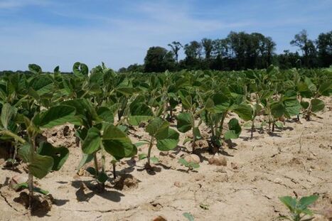 Alimentation humaine : les attentes des consommateurs français de soja | CORPS GRAS | Scoop.it