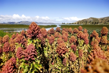 Les liens invisibles de la nature et leurs contributions à notre bien-être - Organisation des Nations Unies pour l'alimentation et l'agriculture | ECOLOGIE - ENVIRONNEMENT | Scoop.it