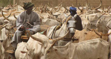 Pour une gestion durable du pastoralisme sahélien | Questions de développement ... | Scoop.it