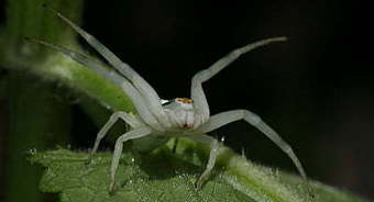 Les araignées mordent-elles ? | EntomoScience | Scoop.it