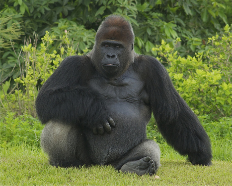 Gorilla | 1Uutiset - Lukemisen tähden | Scoop.it
